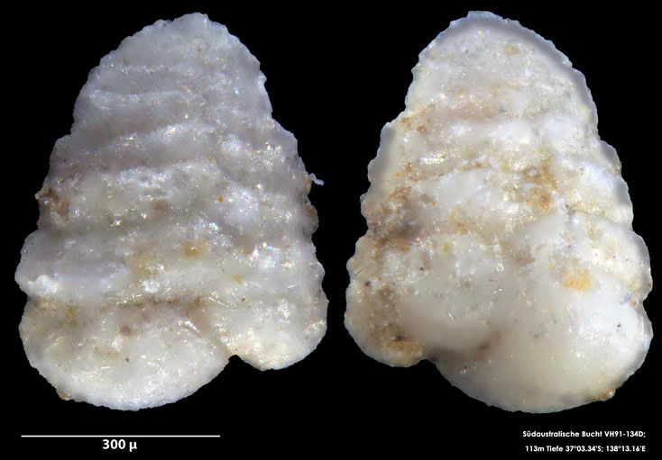 Foraminifere, Foraminifera, Bryozoa, Senckenberg, Australien