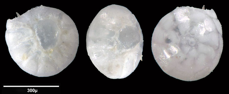 Bild 3 Foraminifere aus Saudi Arabien, Ras as Zawr, Gattung: Ammonia sp