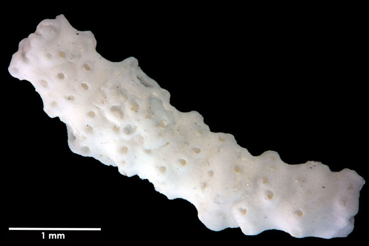 Senckenberg, Bryozoa, Bryozoen, Moostierchen, Sammlung Voigt