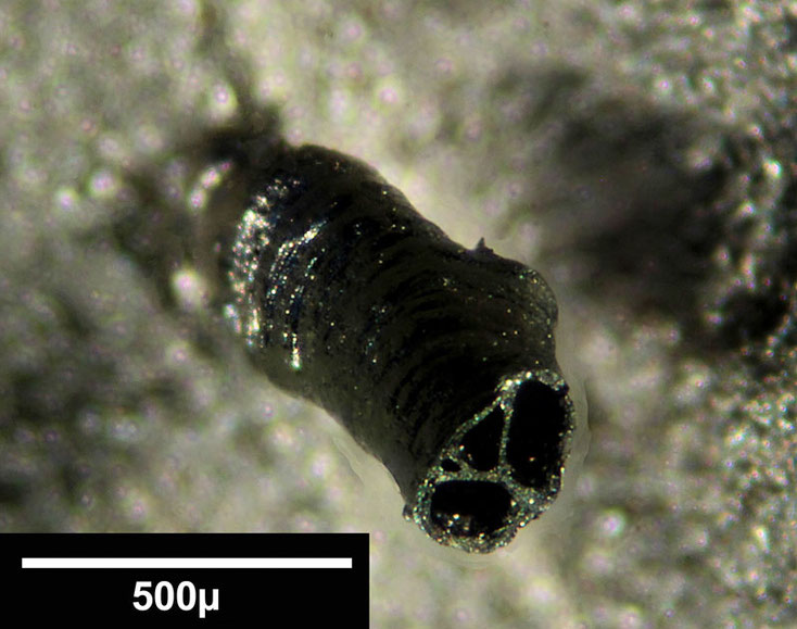 Senckenberg, Bryozoa, Bryozoen, Moostierchen, Sammlung Voigt