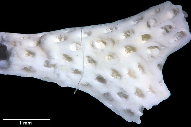 Senckenberg, Bryozoa, Bryozoen, Moostierchen, Sammlung Voigt