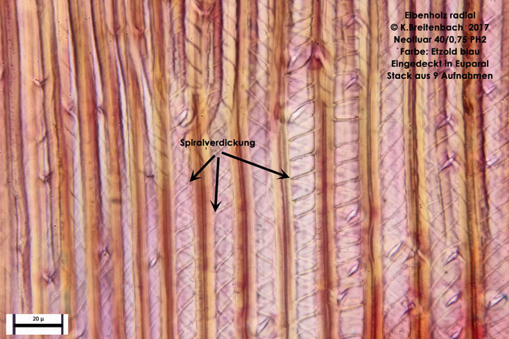 Eibenholz tangential mit Tracheiden mit deutlicher Spiralverdickung