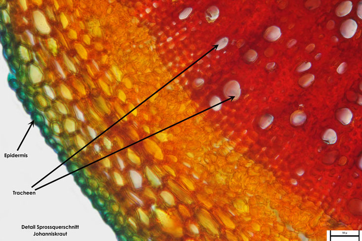 Bild 3 Echtes Johanniskraut (Hypericum perforatum) Sprossquerschnitt Teilbereich, Tracheen und Epidermis