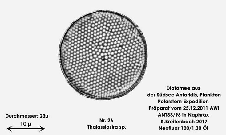 Bild 25 Diatomee aus dem anarktischen Ozean Präparat: ANT33/96; Gattung: Thalassiosira sp.