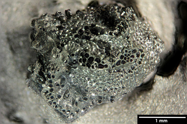 Senckenberg, Bryozoa, Bryozoen, Moostierchen, Sammlung Voigt