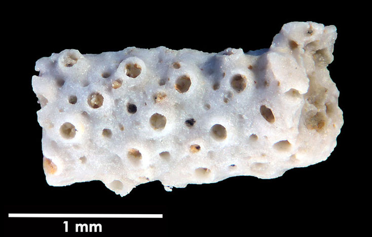 Senckenberg, Bryozoa, Bryozoen, Moostierchen, Sammlung Voigt