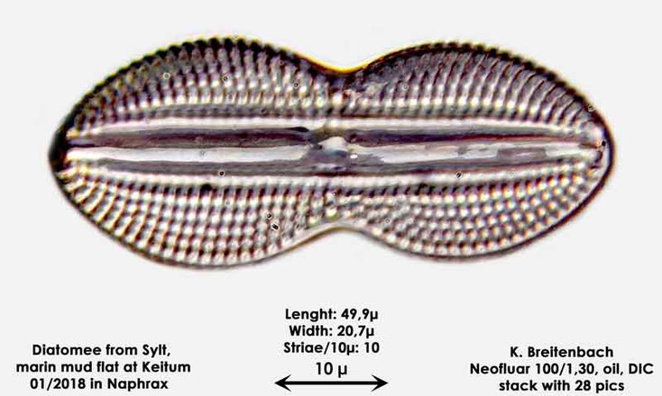 Bild 40 Diatomee aus Sylt/Keitum Watt, Art: Diploneis bombus (Ehrenberg) Ehrenberg 1853