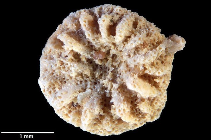 Senckenberg, Bryozoa, Bryozoen, Moostierchen, Sammlung Voigt