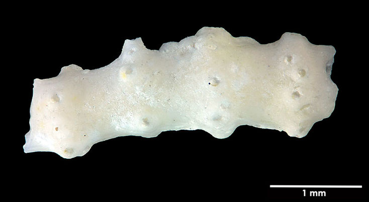 Senckenberg, Bryozoa, Bryozoen, Moostierchen, Sammlung Voigt