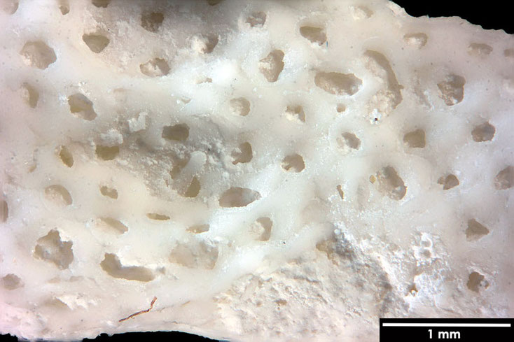 Senckenberg, Bryozoa, Bryozoen, Moostierchen, Sammlung Voigt