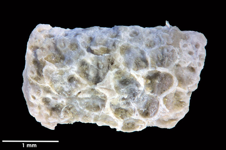 Senckenberg, Bryozoa, Bryozoen, Moostierchen, Sammlung Voigt