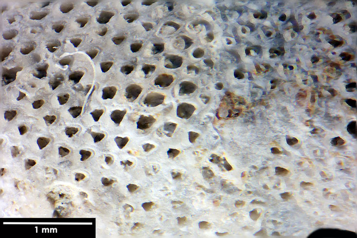 Senckenberg, Bryozoa, Bryozoen, Moostierchen, Sammlung Voigt