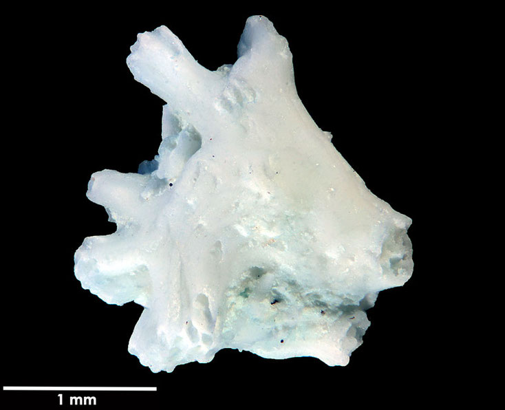 Senckenberg, Bryozoa, Bryozoen, Moostierchen, Sammlung Voigt