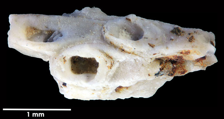 Senckenberg, Bryozoa, Bryozoen, Moostierchen, Sammlung Voigt