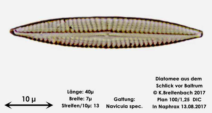 Bild 12 Diatomee aus dem Watt vor Baltrum; Gattung: Navicula spec.
