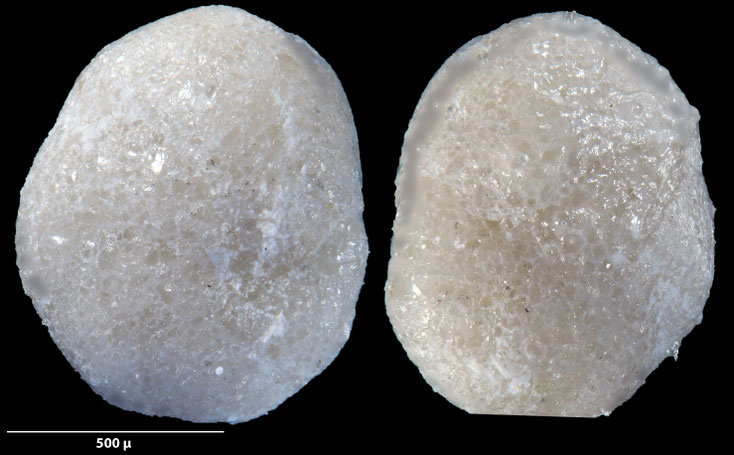 Foraminifere, Foraminifera, Bryozoa, Senckenberg, fossil, Zeltberg, Maastrichtium