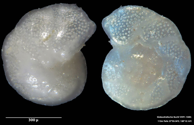 Foraminifere, Foraminifera, Bryozoa, Senckenberg, Australien