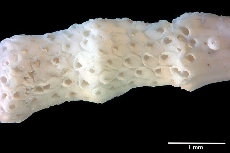 Senckenberg, Bryozoa, Bryozoen, Moostierchen, Sammlung Voigt