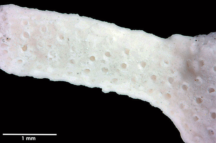 Senckenberg, Bryozoa, Bryozoen, Moostierchen, Sammlung Voigt