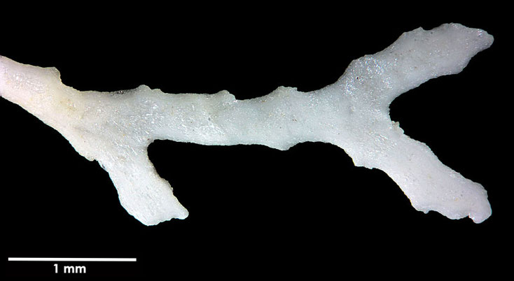 Senckenberg, Bryozoa, Bryozoen, Moostierchen, Sammlung Voigt