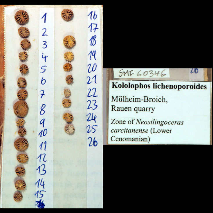 Senckenberg, Bryozoa, Bryozoen, Moostierchen, Sammlung Voigt