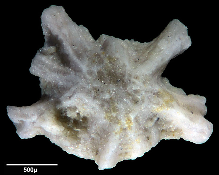 Senckenberg, Bryozoa, Bryozoen, Moostierchen, Sammlung Voigt