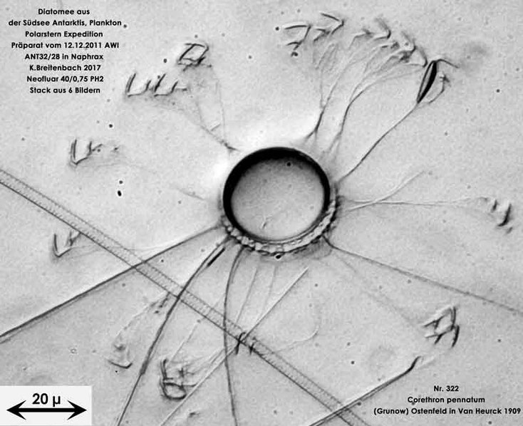Bild 23 Diatomee aus dem anarktischen Ozean Präparat: ANT32/28; Art: Corethron pennatum (Grunow) Ostenfeld in Van Heurck 1909