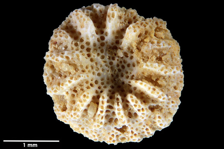 Senckenberg, Bryozoa, Bryozoen, Moostierchen, Sammlung Voigt