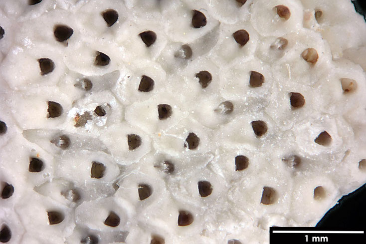 Senckenberg, Bryozoa, Bryozoen, Moostierchen, Sammlung Voigt