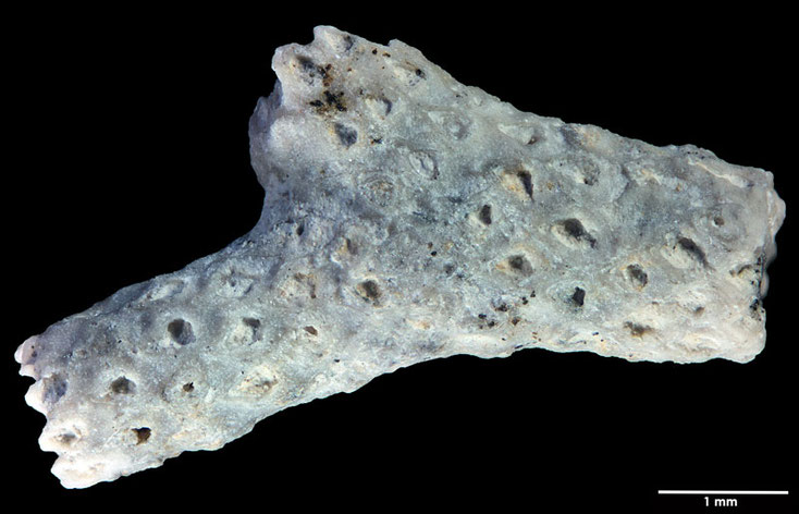 Senckenberg, Bryozoa, Bryozoen, Moostierchen, Sammlung Voigt