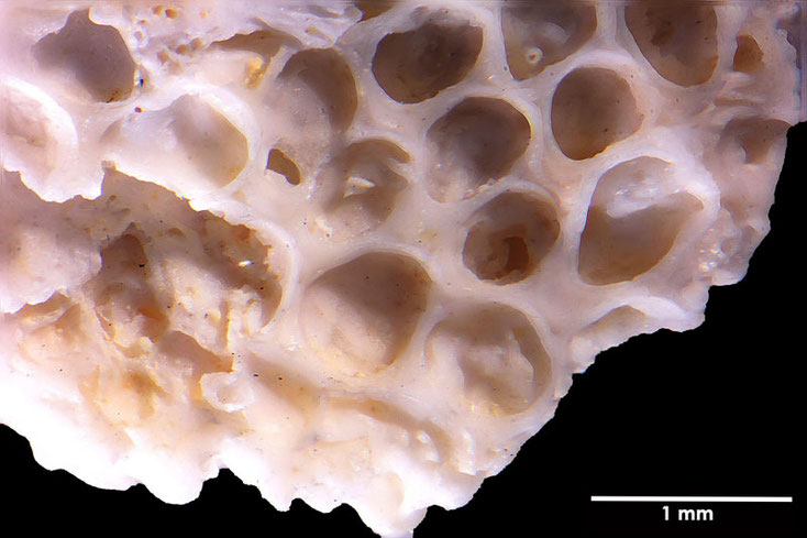 Senckenberg, Bryozoa, Bryozoen, Moostierchen, Sammlung Voigt