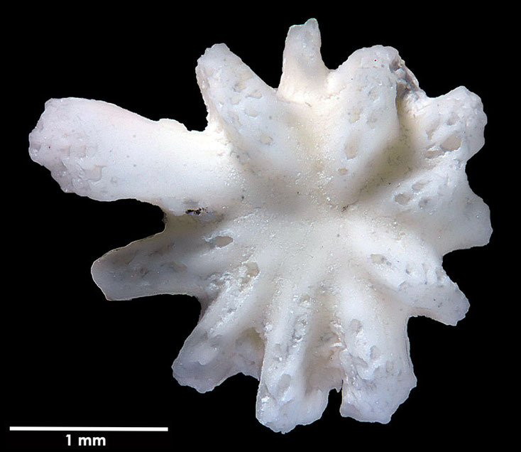 Senckenberg, Bryozoa, Bryozoen, Moostierchen, Sammlung Voigt