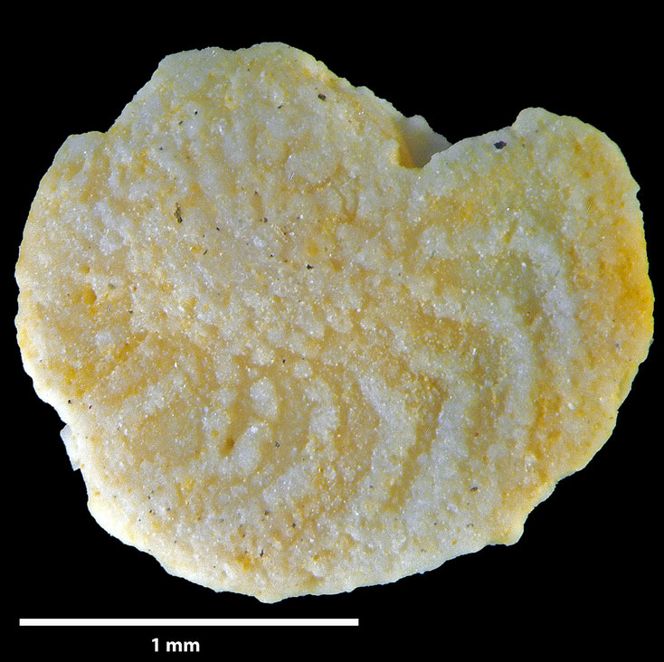 Foraminifere, Foraminifera, Bryozoa, Senckenberg, fossil, Grube Curfs, Maastrichtium