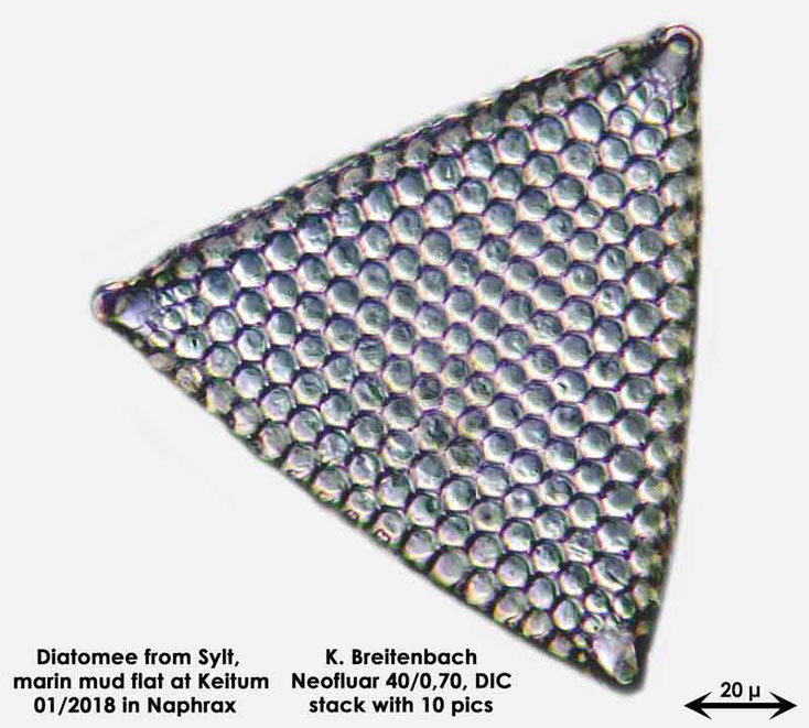 Bild 37a Diatomee aus Sylt/Keitum Watt, Art: Triceratium favus Ehrenberg 1839