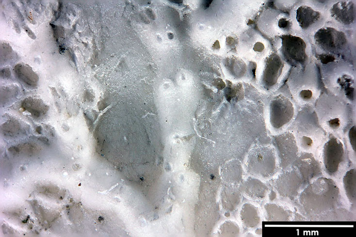 Senckenberg, Bryozoa, Bryozoen, Moostierchen, Sammlung Voigt