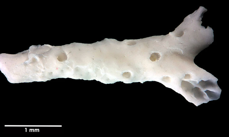 Senckenberg, Bryozoa, Bryozoen, Moostierchen, Sammlung Voigt