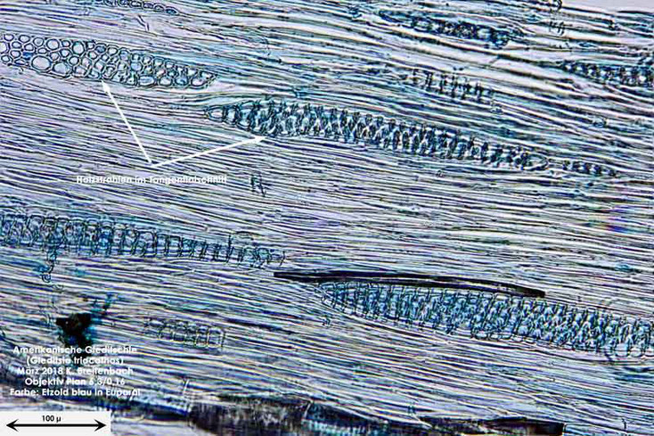 Bild 9 Tangentialschnitt von Ast der Amerikanischen Gleditschie  (Gleditsia triacanthos) gefärbt mit Etzold blau, eingebettet in Euparal