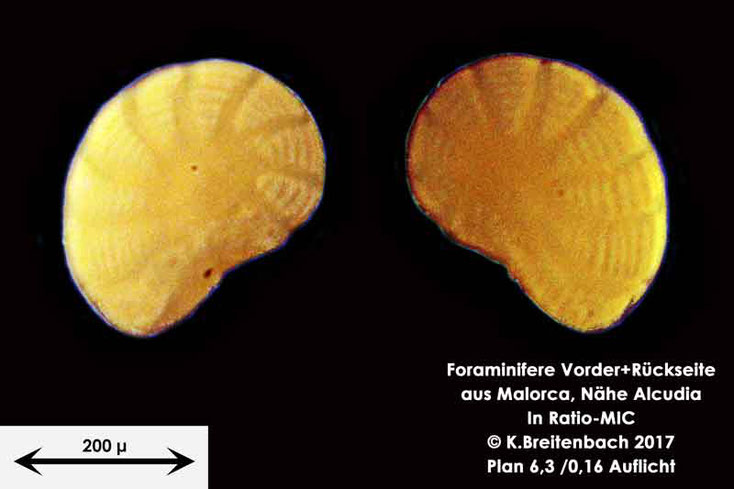 Bild 4 Foraminiferen aus Mallorca; Art: Peneroplis planatus (Fichtel & Moll, 1798)