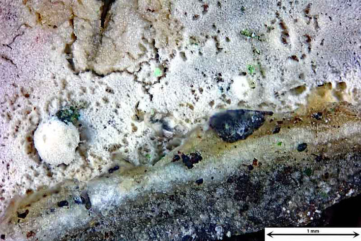 Bild 1 Oberfläche von Cylindrobasidium evolens, Objektiv Plan 2,5, Vergrößerung 25fach, Stack aus 20 Bildern