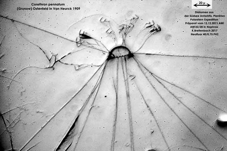 Bild 24 Diatomee aus dem anarktischen Ozean Präparat: ANT32/28; Art: Corethron pennatum (Grunow) Ostenfeld in Van Heurck 1909