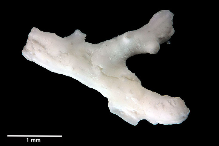 Senckenberg, Bryozoa, Bryozoen, Moostierchen, Sammlung Voigt