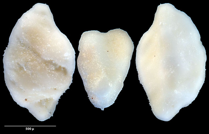Australien, Foraminiferen, Miocän, Kalkstein