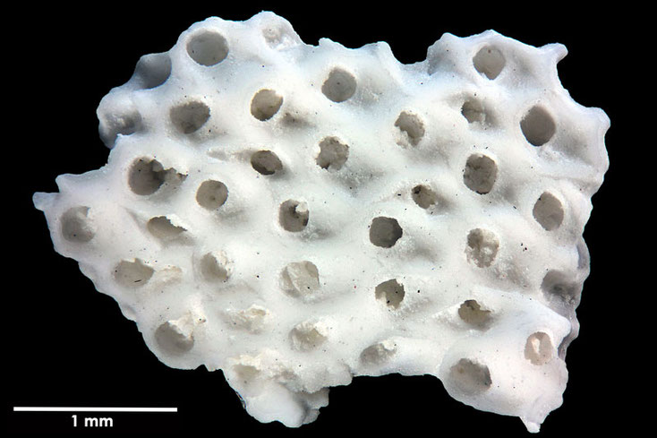 Senckenberg, Bryozoa, Bryozoen, Moostierchen, Sammlung Voigt