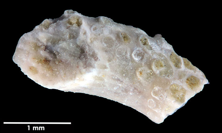 Senckenberg, Bryozoa, Bryozoen, Moostierchen, Sammlung Voigt