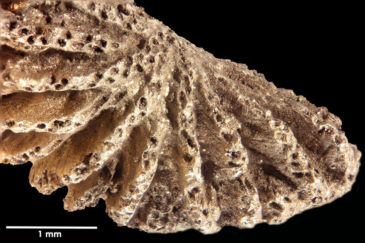 Senckenberg, Bryozoa, Bryozoen, Moostierchen, Sammlung Voigt