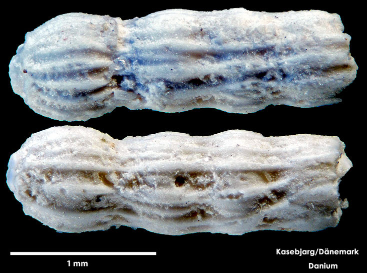 Foraminifere, Foraminifera, Bryozoa, Senckenberg, Danium, Dänemark