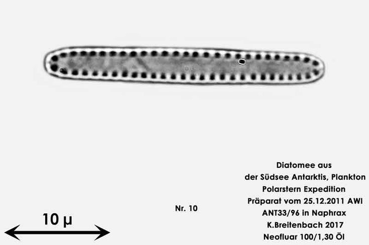 Bild 41 Diatomee aus dem anarktischen Ozean Präparat: ANT33/96; Gattung: Nicht identifiziert