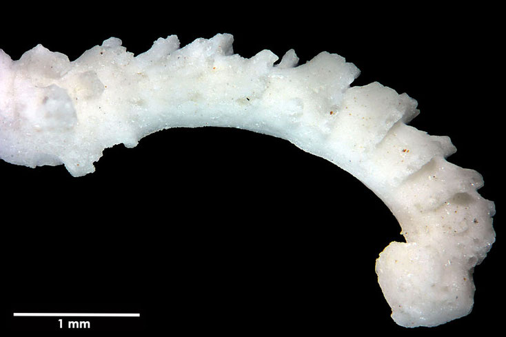 Senckenberg, Bryozoa, Bryozoen, Moostierchen, Sammlung Voigt