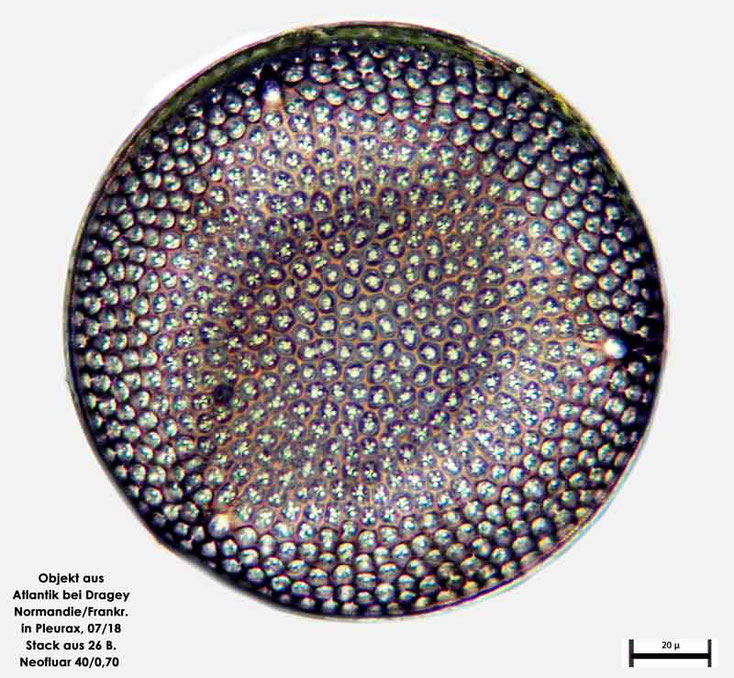 Diatomee aus dem Atlantik bei Draghey de Monton (Normandie). Art: Aulacodiscus argus (Ehrenberg) A.Schmidt