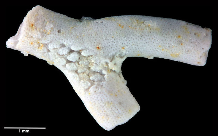 Senckenberg, Bryozoa, Bryozoen, Moostierchen, Sammlung Voigt